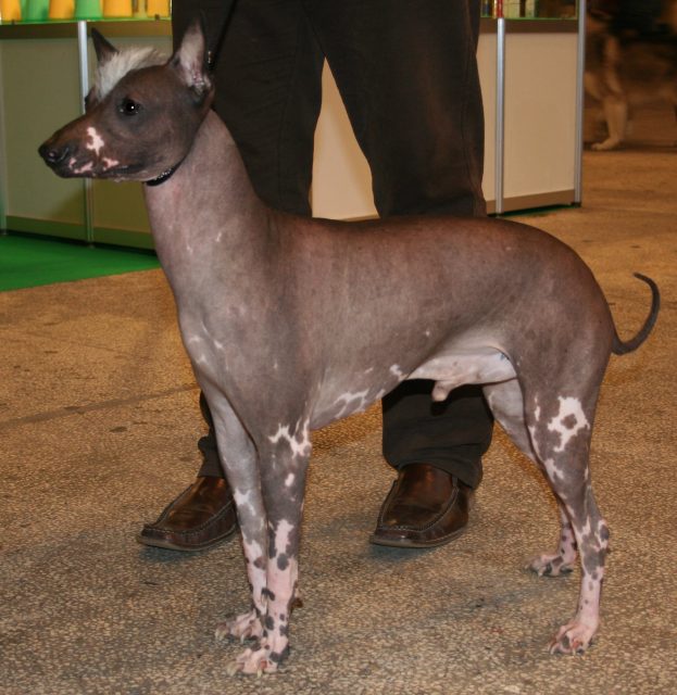 Peruvian Hairless Dog