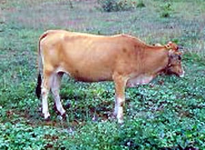 Philippine Native cattle