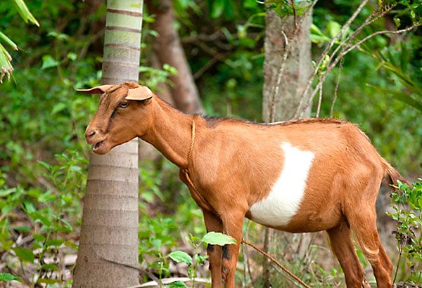 Philippine goat
