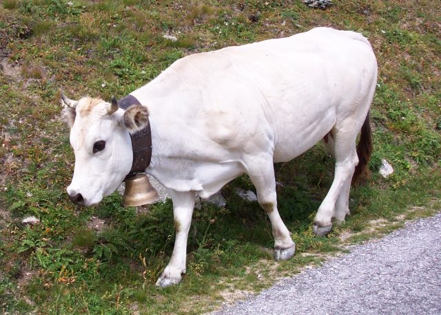 Piedmontese cattle