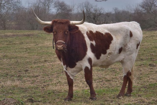 Pineywoods cattle