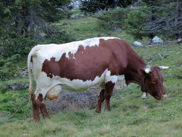Pinzgauer cattle