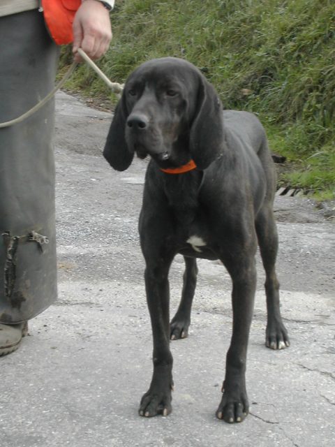 Plott Hound