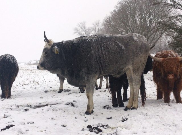 Podolica cattle