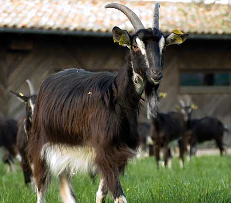 Poitou goat