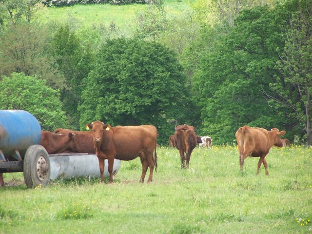 Polish Red cattle