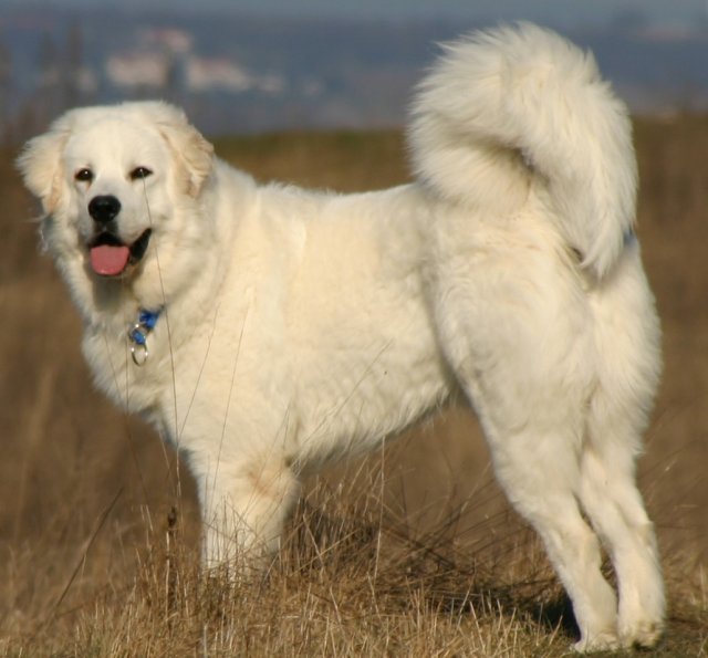 Polish Tatra Sheepdog