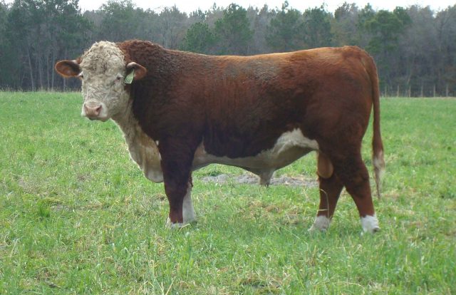 Polled Hereford cattle