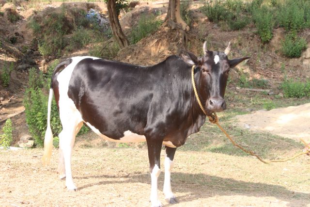 Ponwar cattle