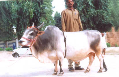 Punganur cattle