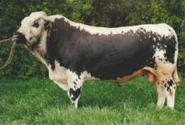 Pustertaler Sprinzen cattle