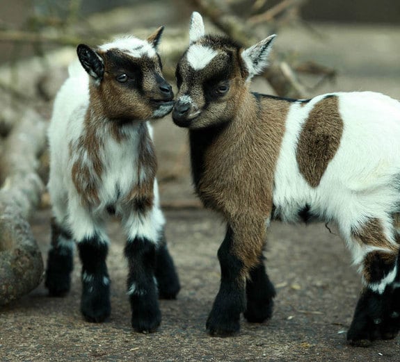 Pygmy goat