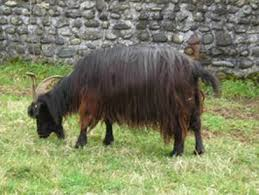 Pyrenean goat