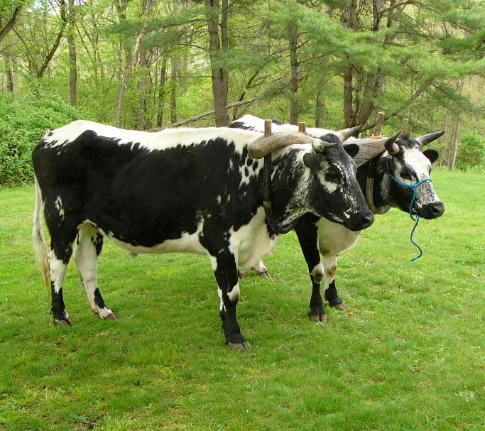 Randall cattle