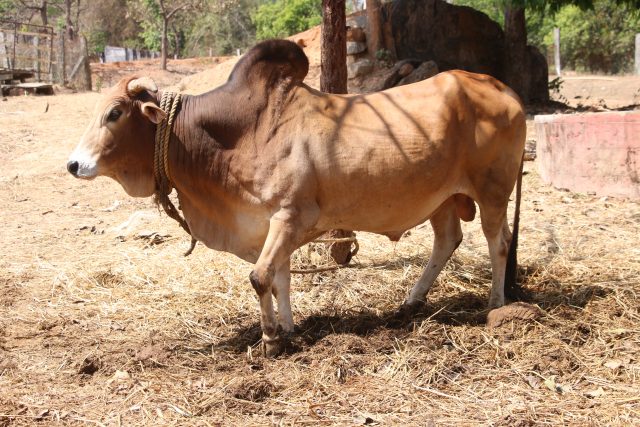 Rathi cattle