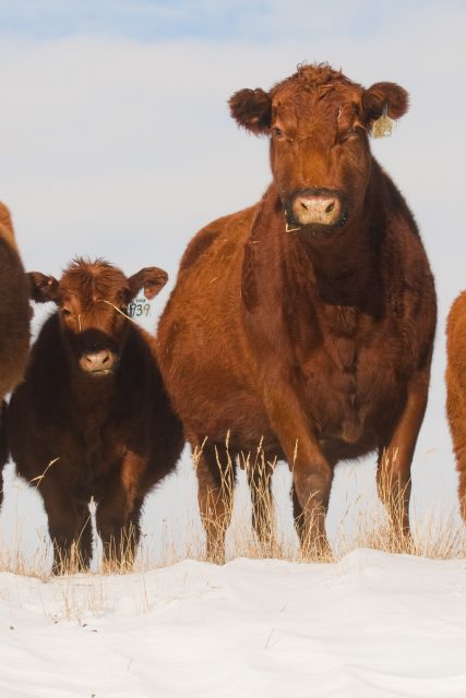Red Angus cattle