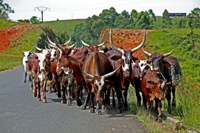 Red Fulani cattle