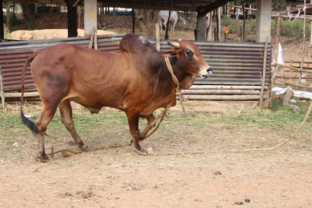 Red Kandhari cattle