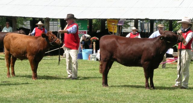 Red Poll cattle