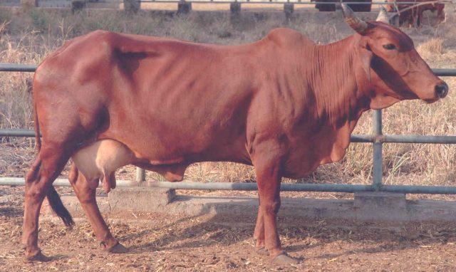 Red Sindhi Cattle