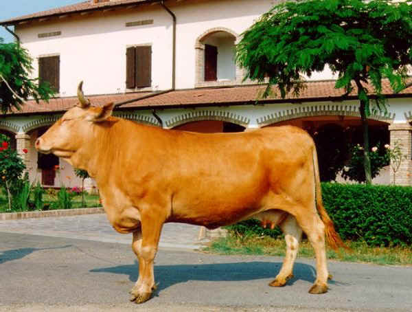Reggiana cattle