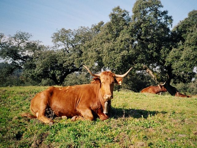 Retinta cattle