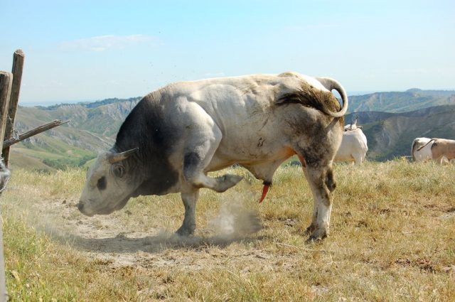 Romagnola cattle