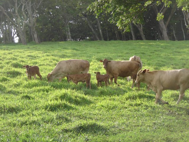 Romosinuano cattle