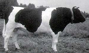 Russian Black Pied cattle