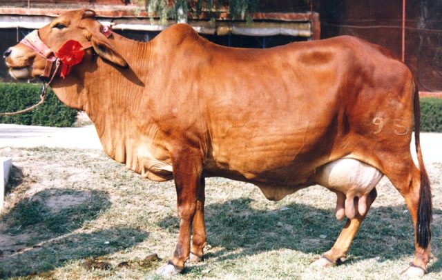 Sahiwal cattle