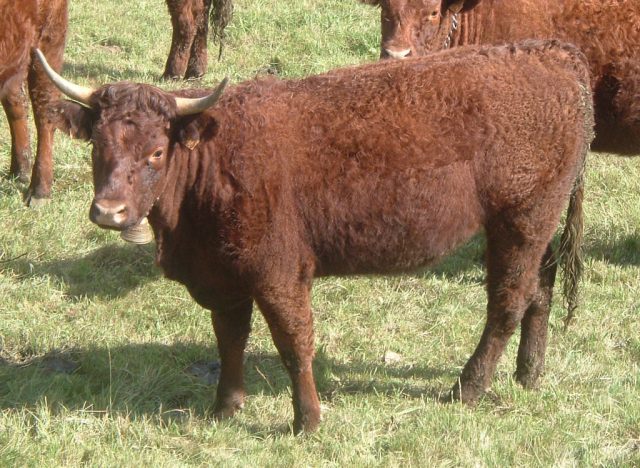 Salers cattle