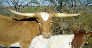 Salorn cattle