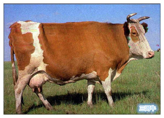 Sanhe Cattle