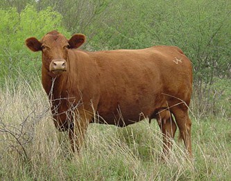 Santa Cruz cattle