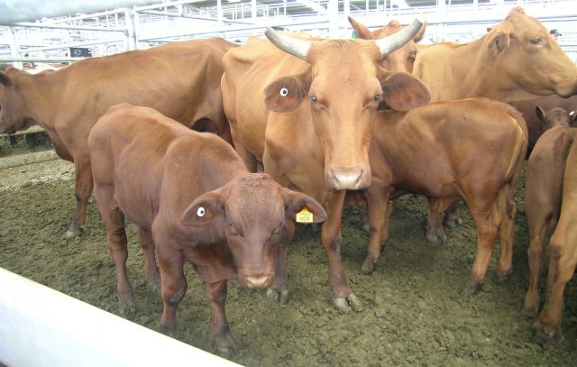 Santa Gertrudis cattle
