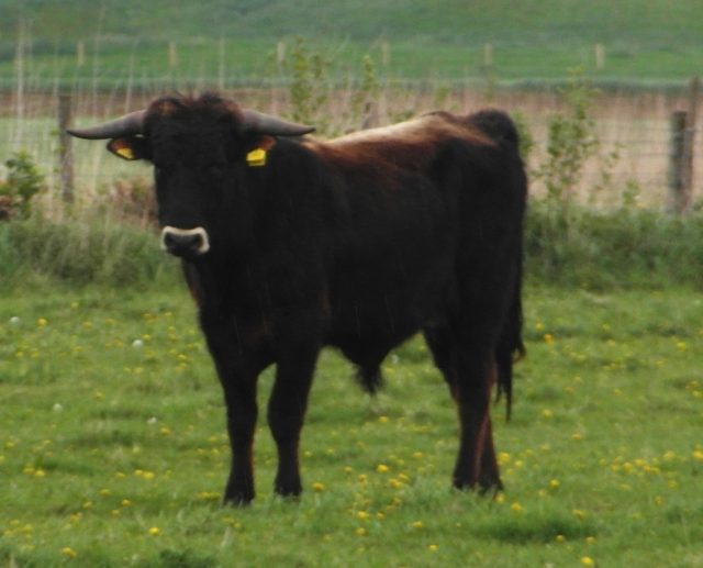 Sayaguesa cattle