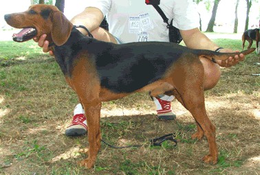 Balkan hound best sale