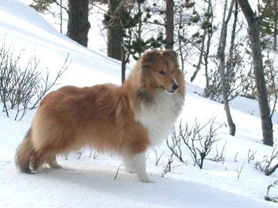 Shetland Sheepdog