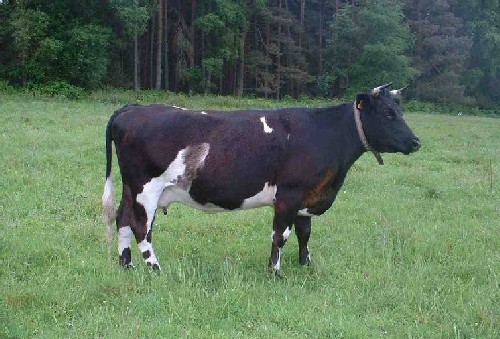 Shetland cattle