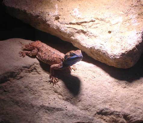 Shield-Tailed Agama