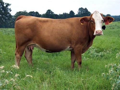 Simbrah cattle