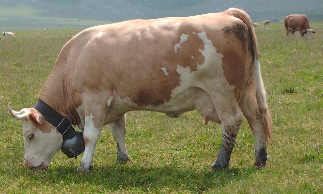 Simmental cattle