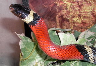 Sinaloan milk snake