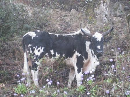 Siri cattle