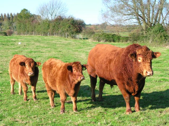 South Devon cattle