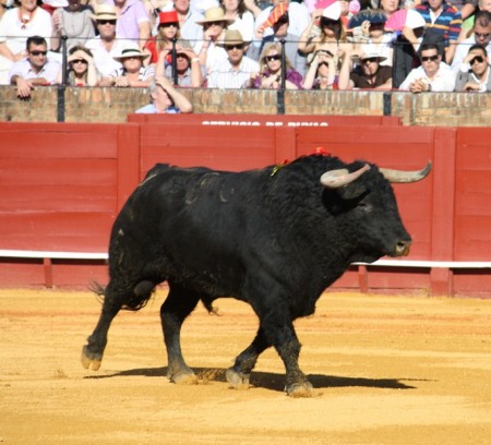 Spanish Fighting Bull