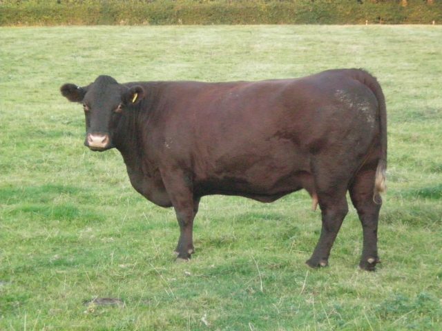 Sussex cattle