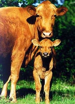 Swedish Red Polled cattle