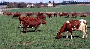 Swedish Red cattle