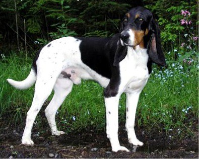 bernese hound dog